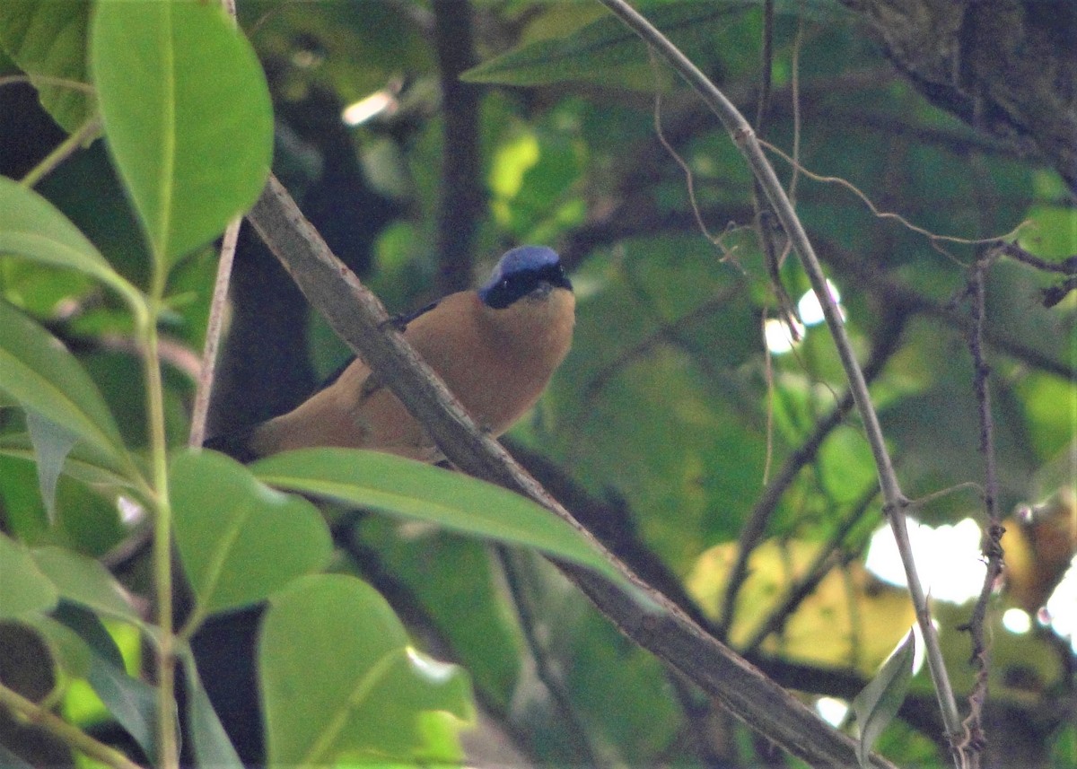 Fawn-breasted Tanager - ML243783441