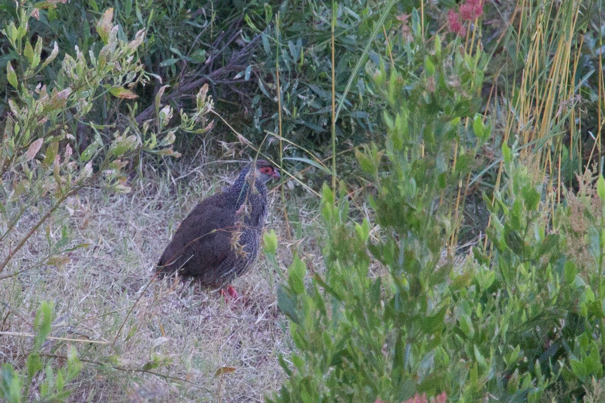 Harwood's Spurfowl - ML243783451