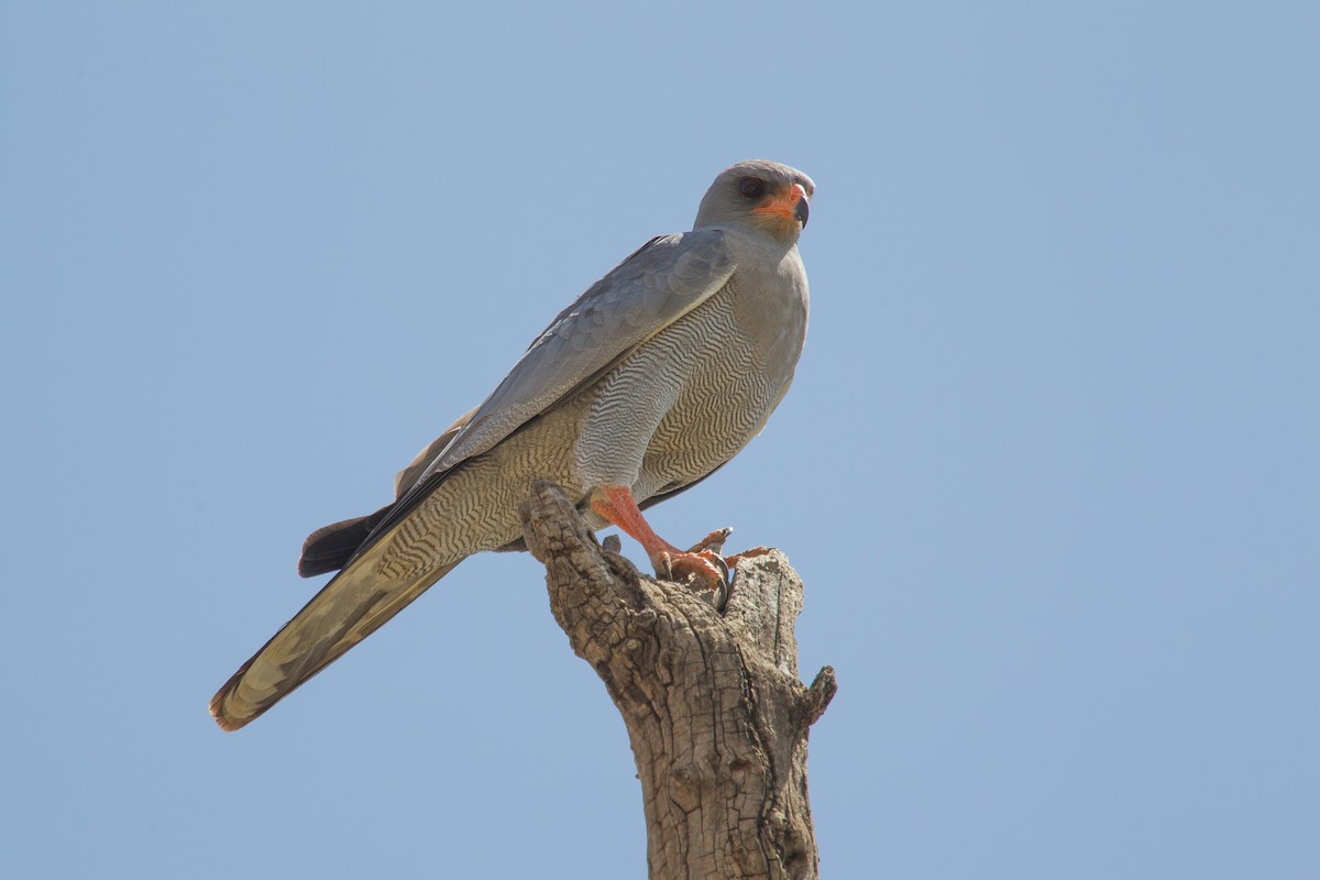 Eastern Chanting-Goshawk - Simon Colenutt