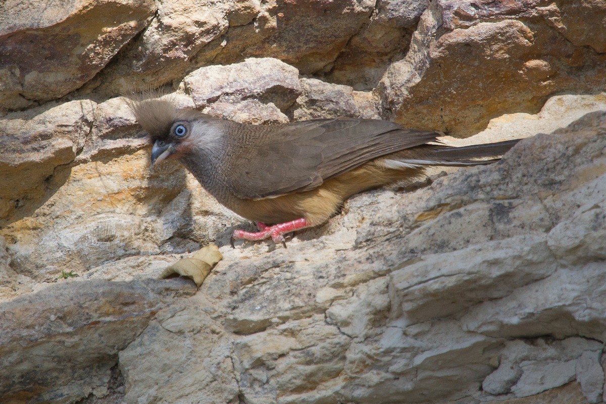 Speckled Mousebird - ML243783551