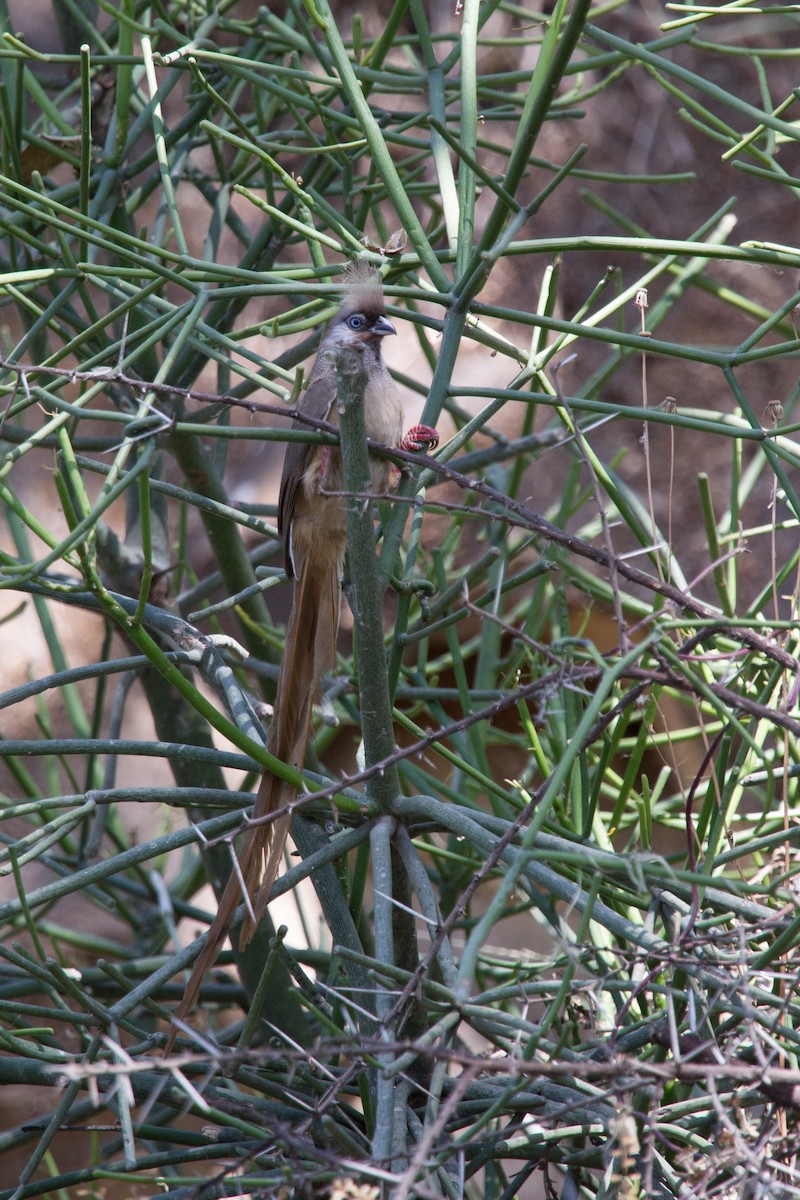 Speckled Mousebird - ML243783561