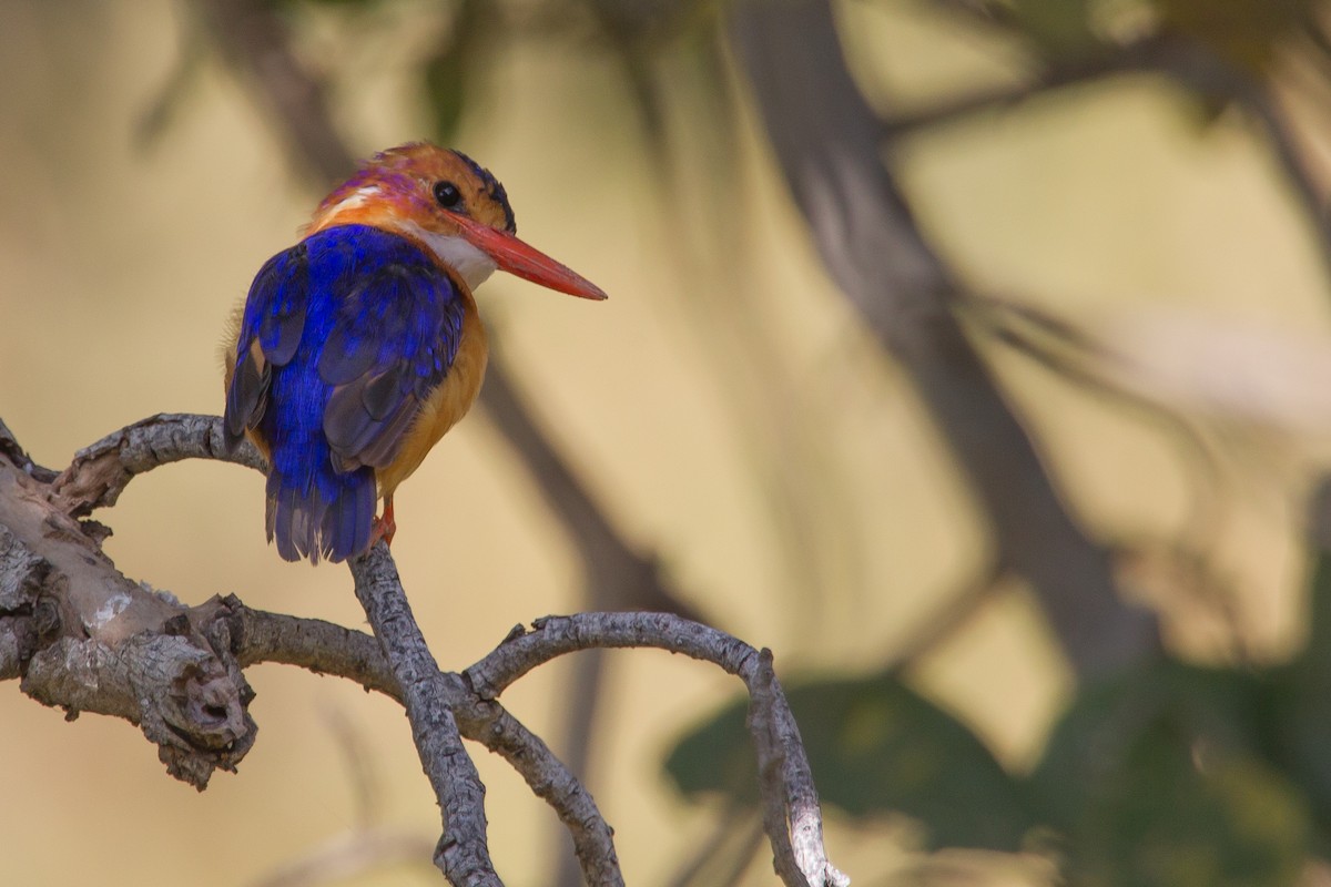 African Pygmy Kingfisher - ML243783601