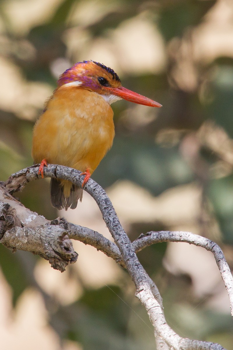 African Pygmy Kingfisher - ML243783631