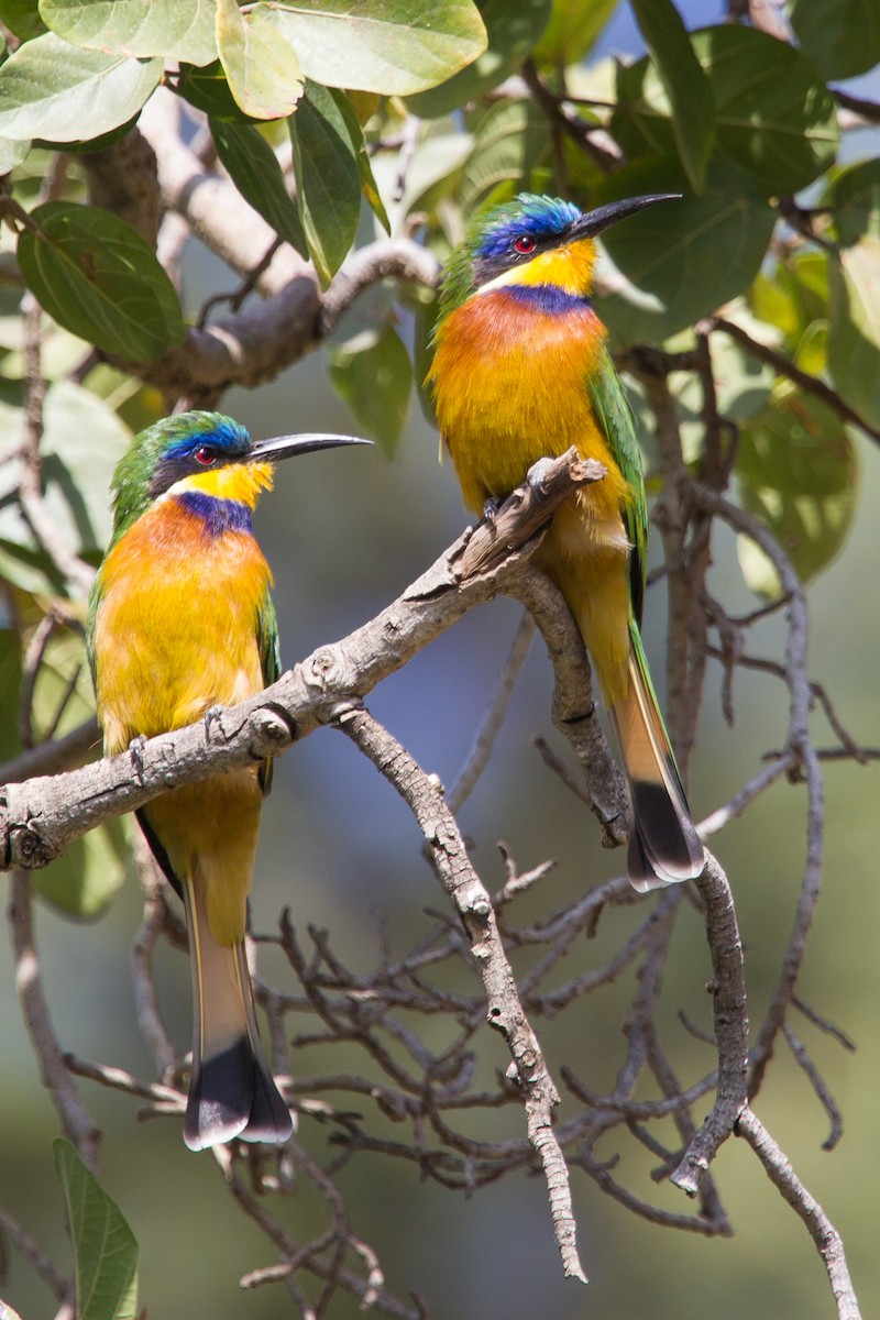 Ethiopian Bee-eater - ML243783681