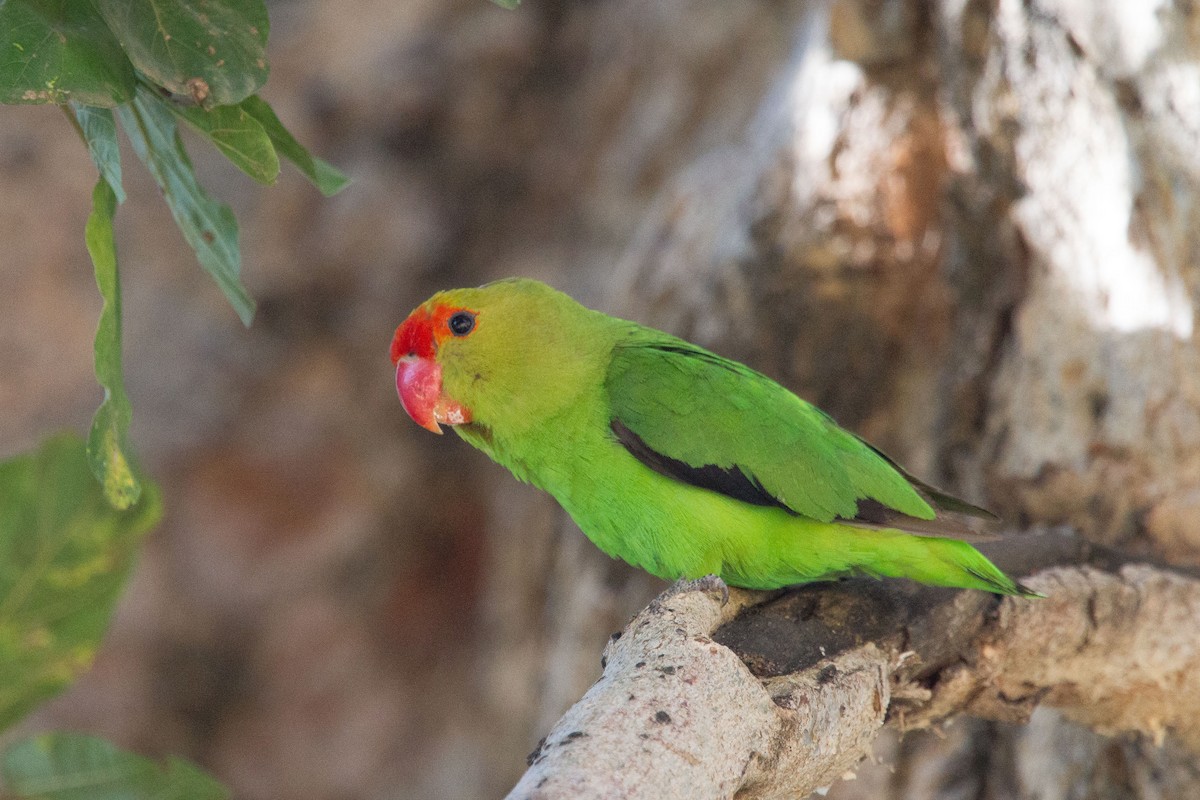 Black-winged Lovebird - ML243783811