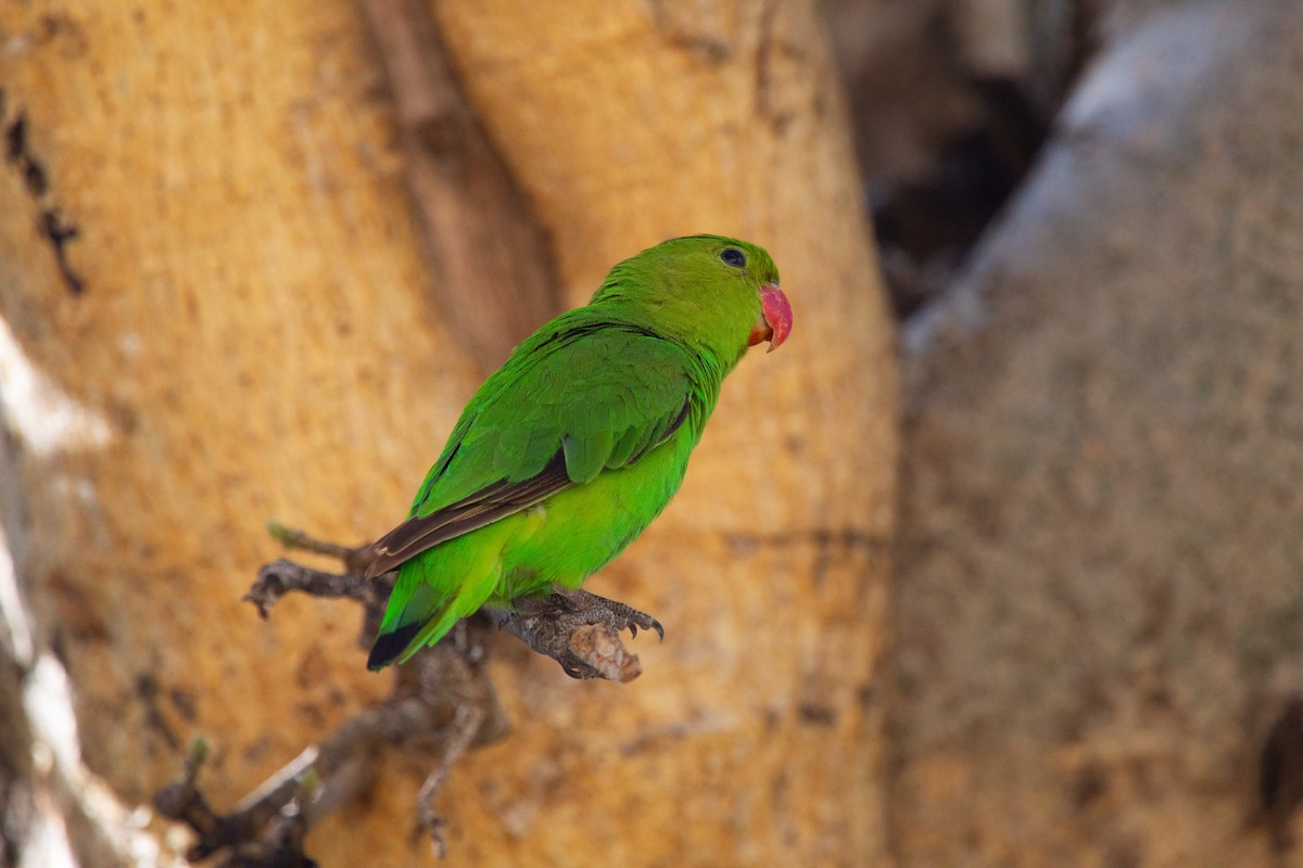 Black-winged Lovebird - ML243783821