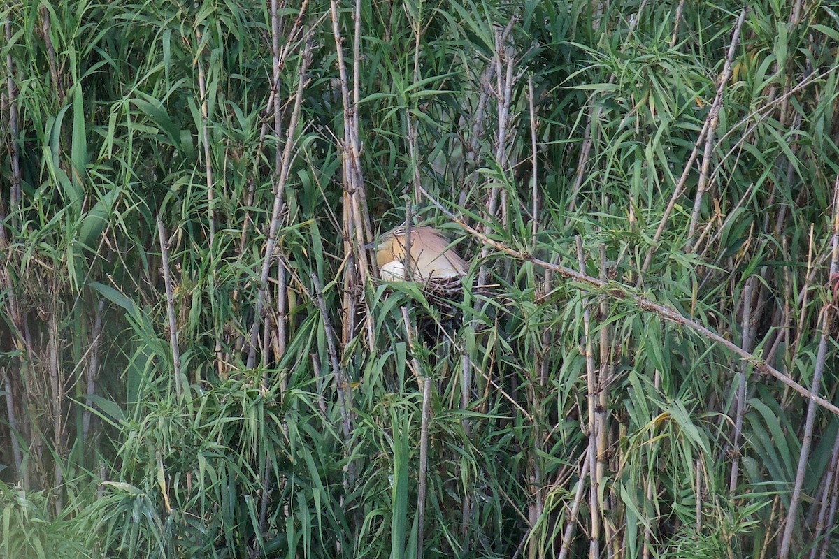 Squacco Heron - ML243784121