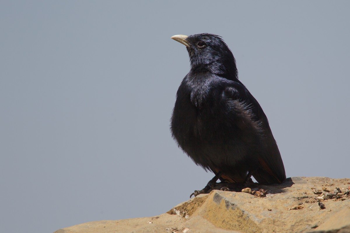 White-billed Starling - ML243784971