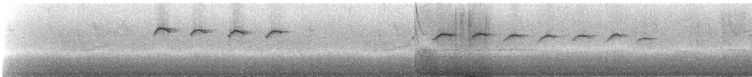 kolibřík ostrozobý - ML243786