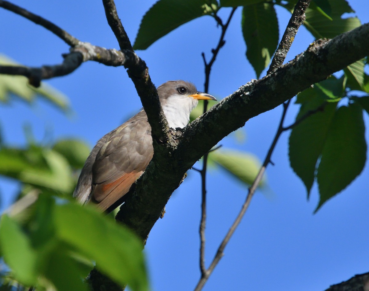 Yellow-billed Cuckoo - Louis Lemay