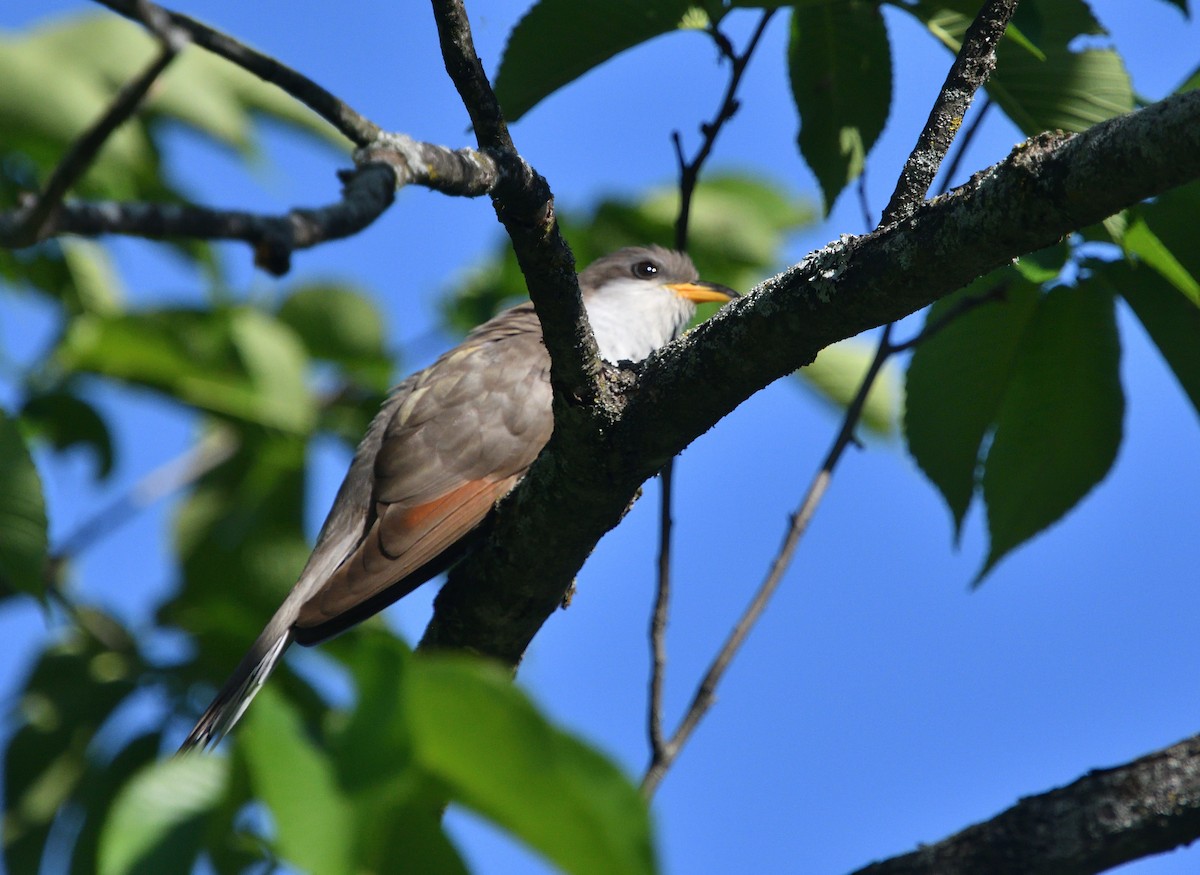 Yellow-billed Cuckoo - Louis Lemay