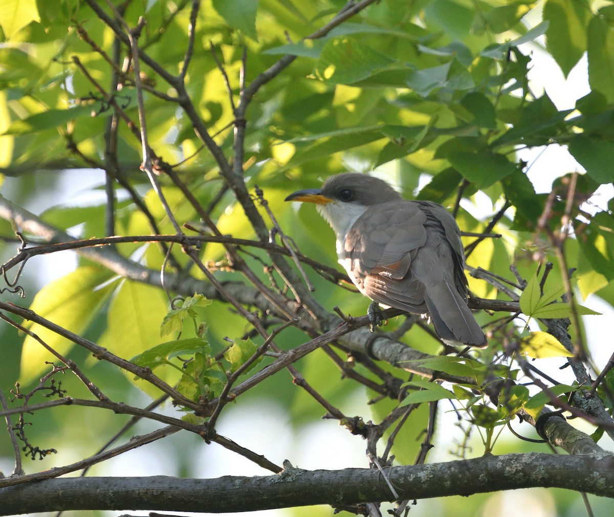 Yellow-billed Cuckoo - Louis Lemay