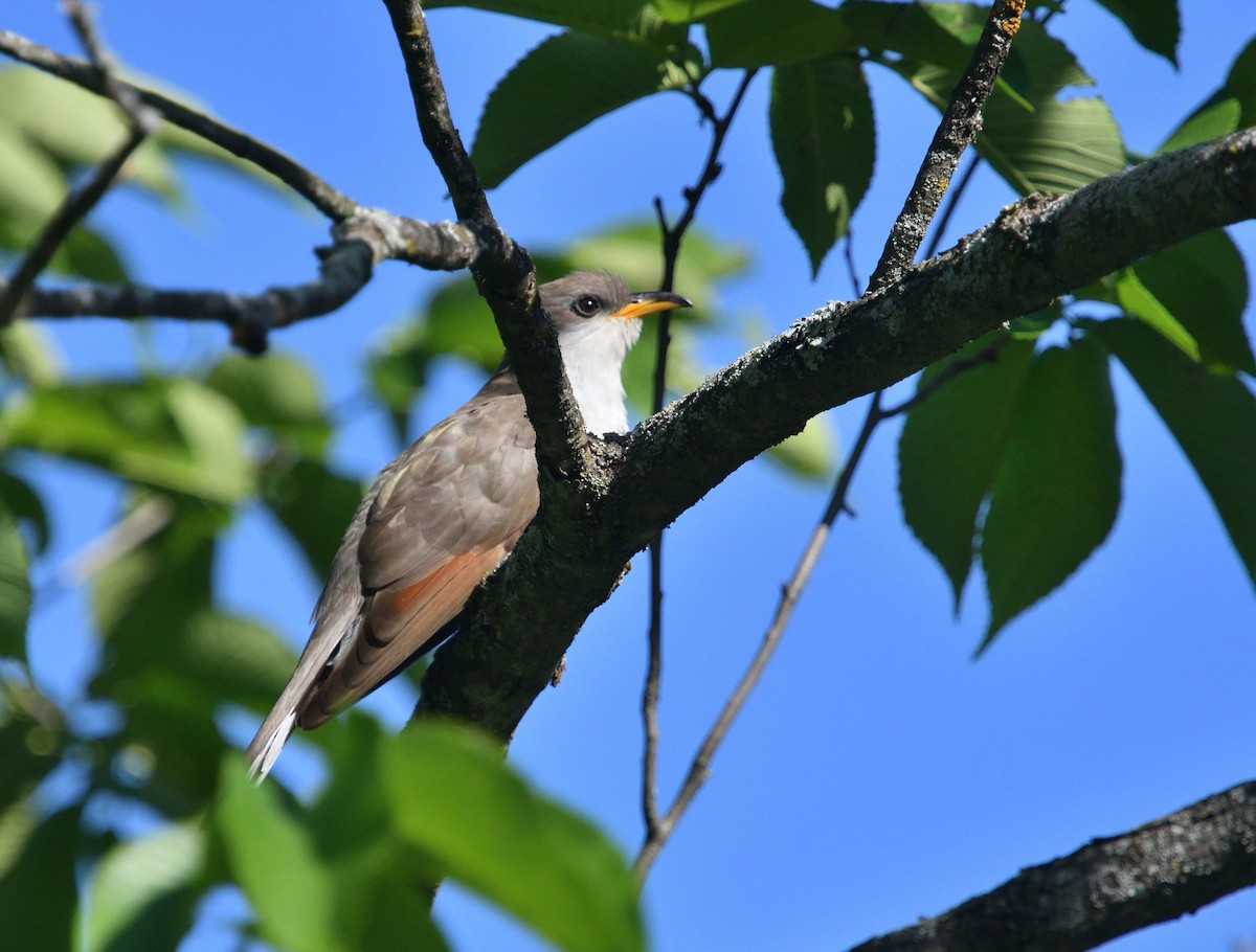 Yellow-billed Cuckoo - ML243786041