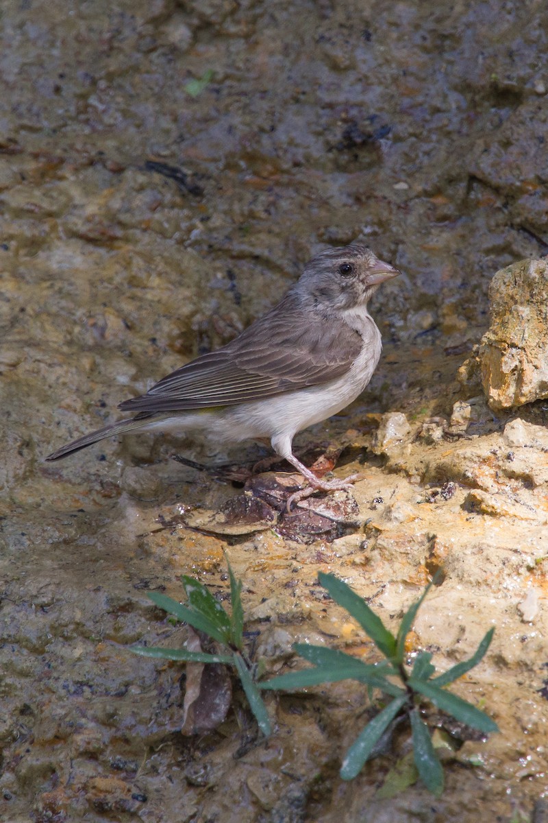 White-rumped Seedeater - ML243786091