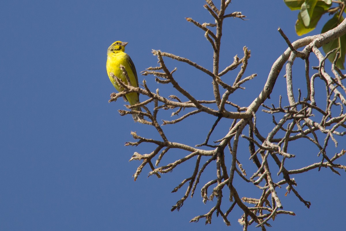 Yellow-fronted Canary - ML243786101