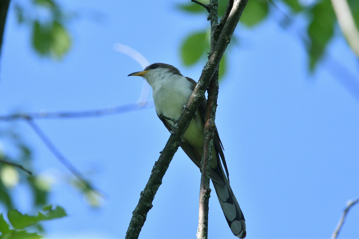 Yellow-billed Cuckoo - Louis Lemay