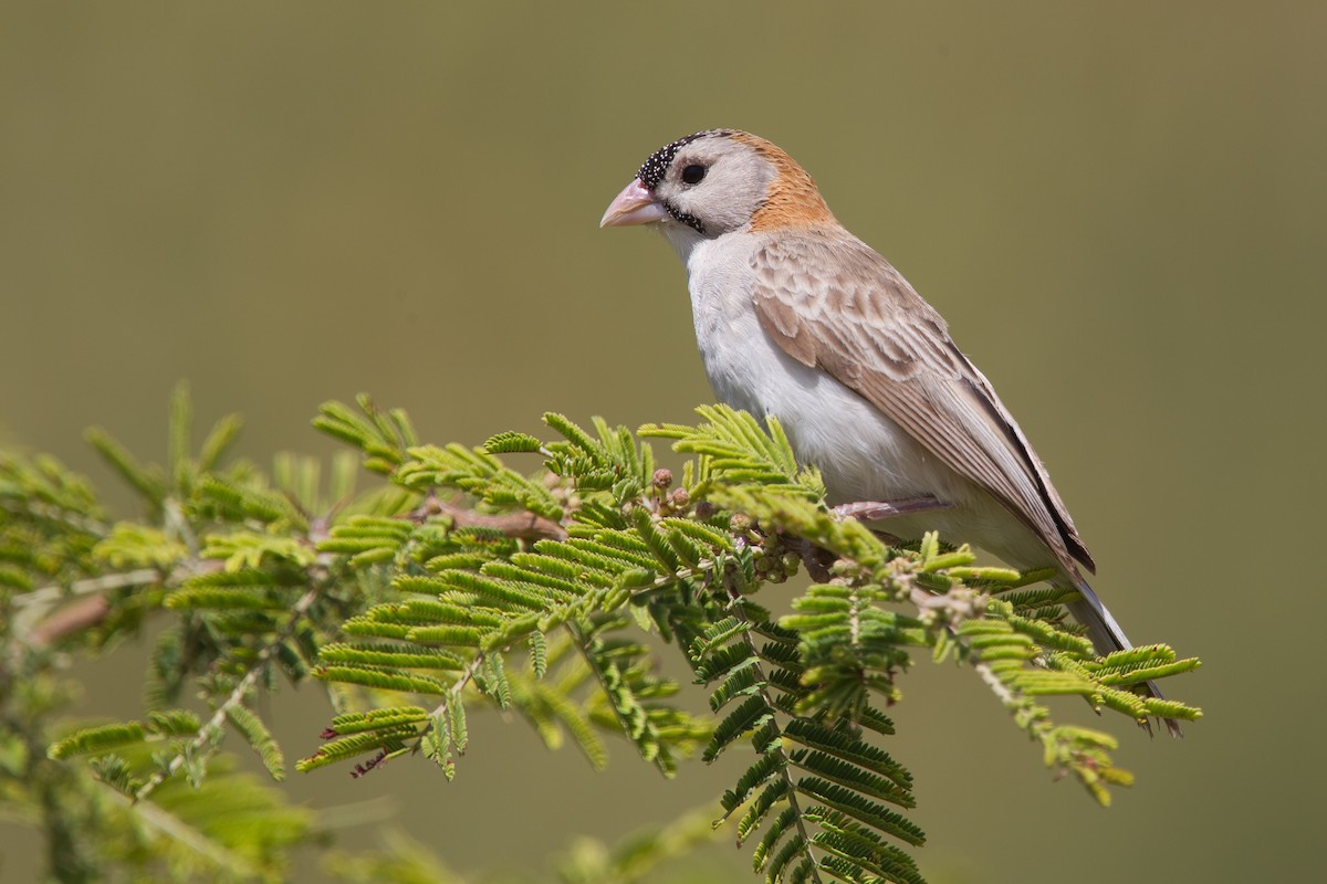 Speckle-fronted Weaver - ML243786161