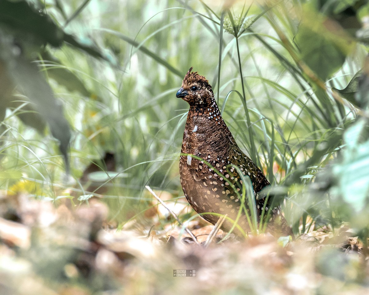 Spot-bellied Bobwhite - José Andrés Peña Villalobos