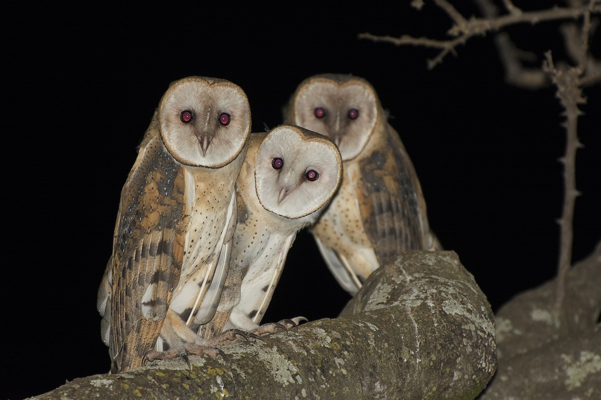 sova americká - ML243788331