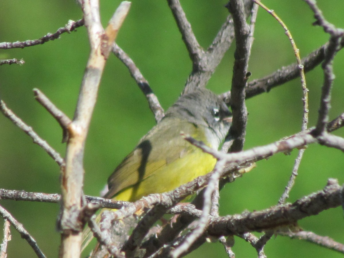 MacGillivray's Warbler - ML243789111