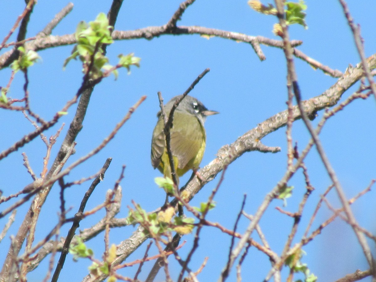 MacGillivray's Warbler - ML243789121