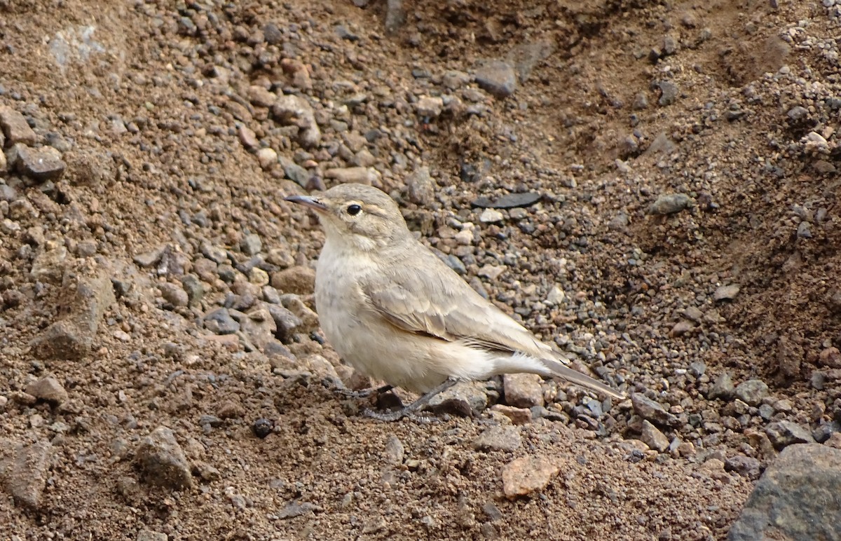 Grayish Miner - Charly Moreno Taucare 🥈