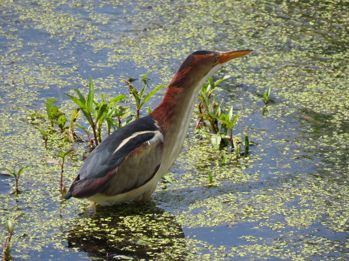 Least Bittern - ML243791191