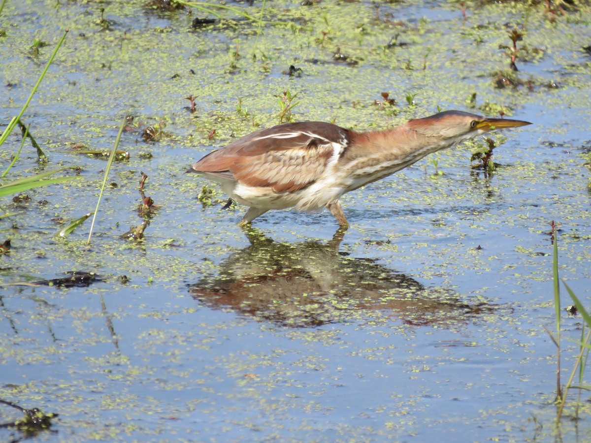 Least Bittern - ML243791201