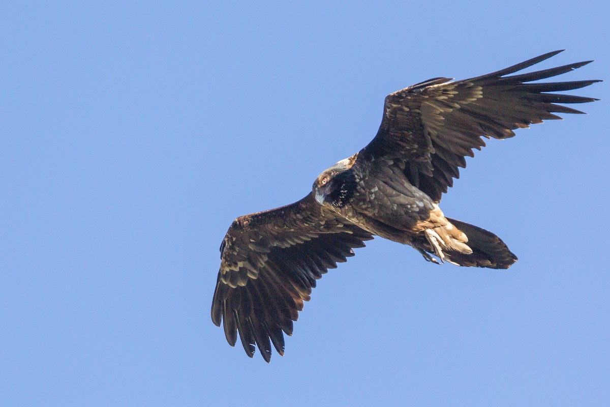 Bearded Vulture (African) - Simon Colenutt