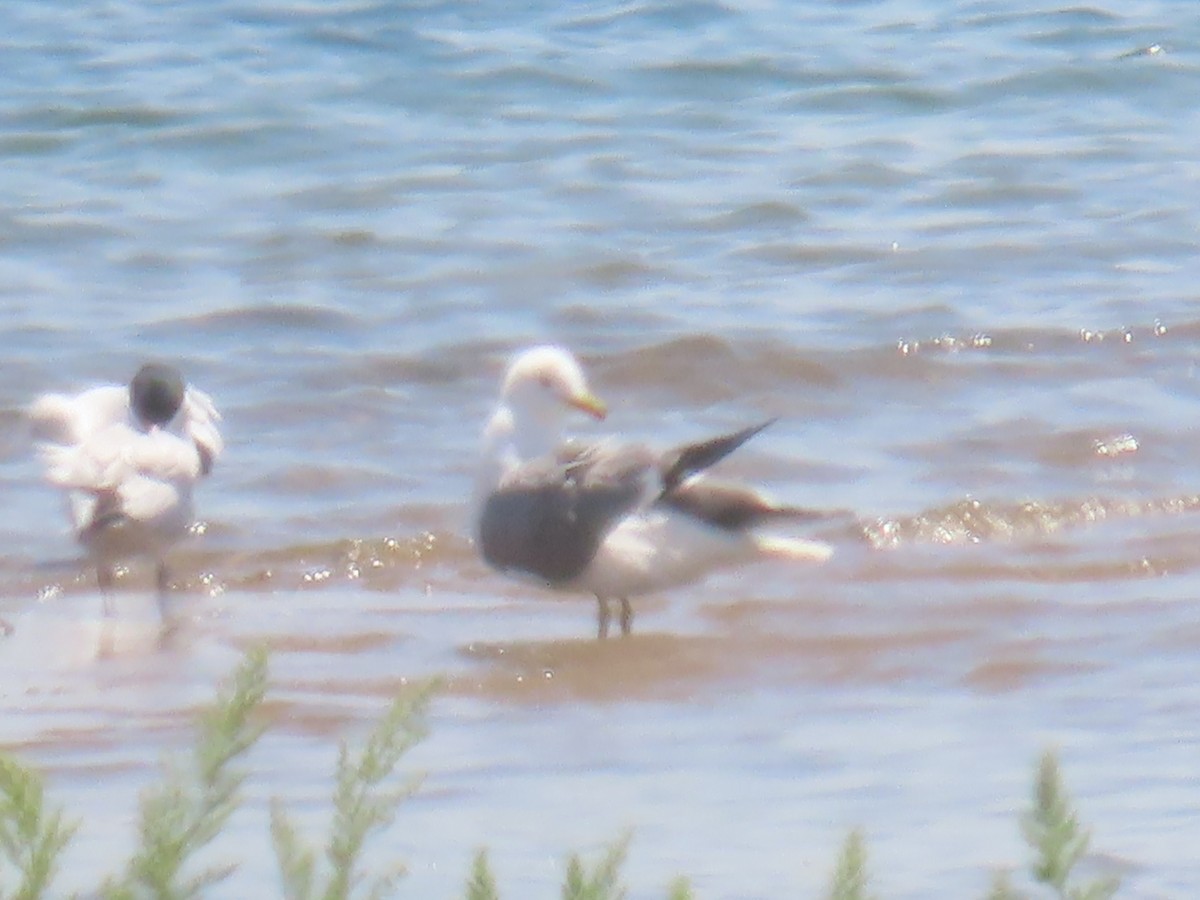 Gaviota Californiana - ML243793211