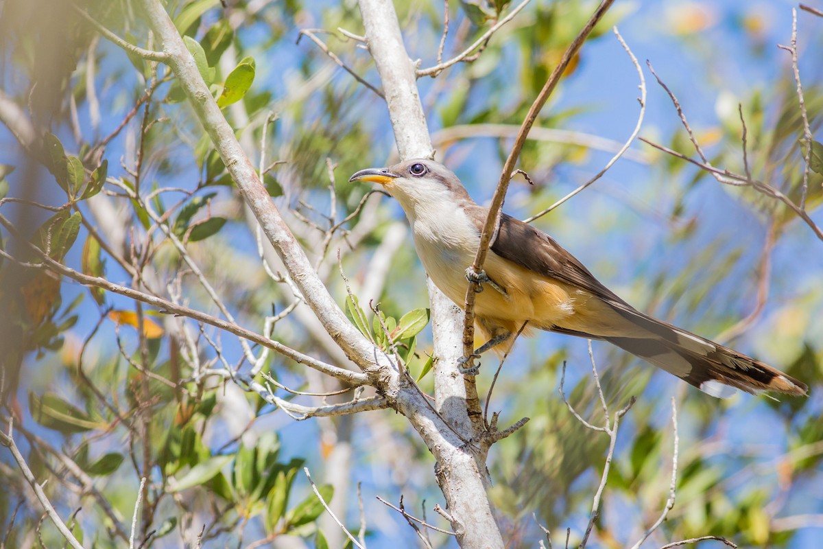 Mangrove Cuckoo - ML243793431