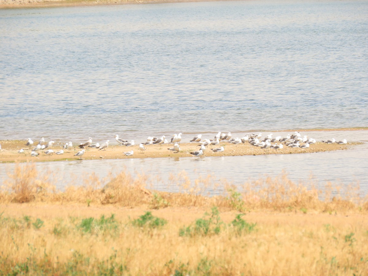 California Gull - ML243793711