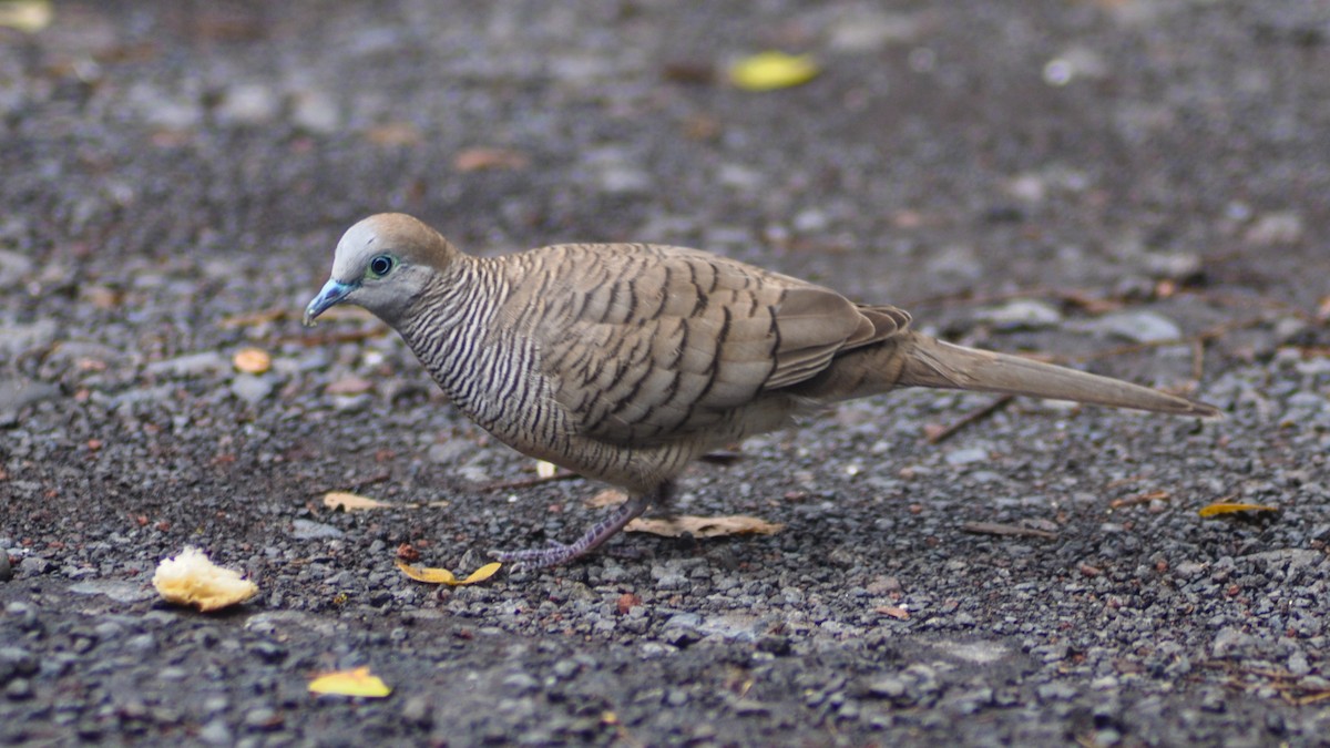 斑馬鳩 - ML24379411