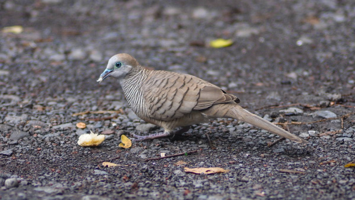 斑馬鳩 - ML24379421