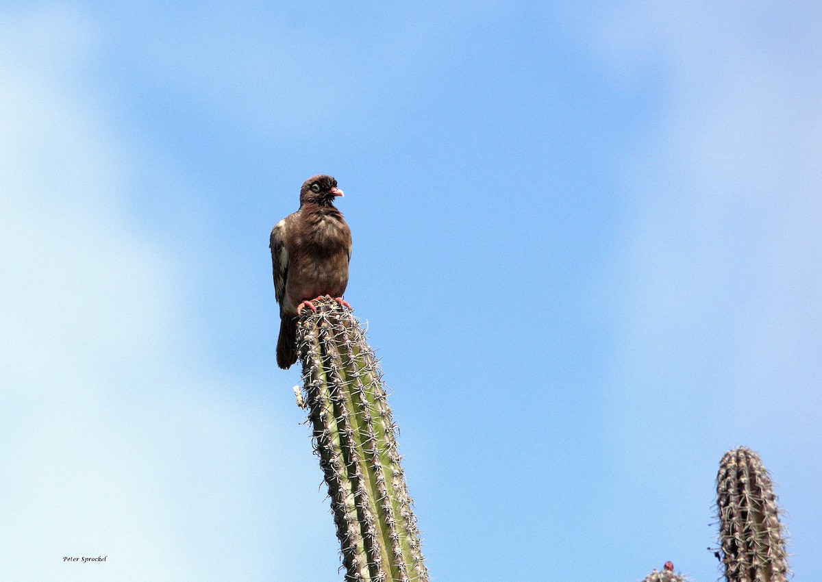 Bare-eyed Pigeon - ML243796661