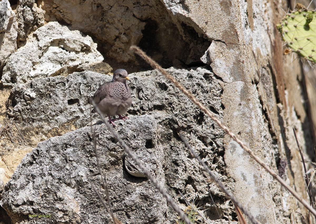 Common Ground Dove - ML243796791