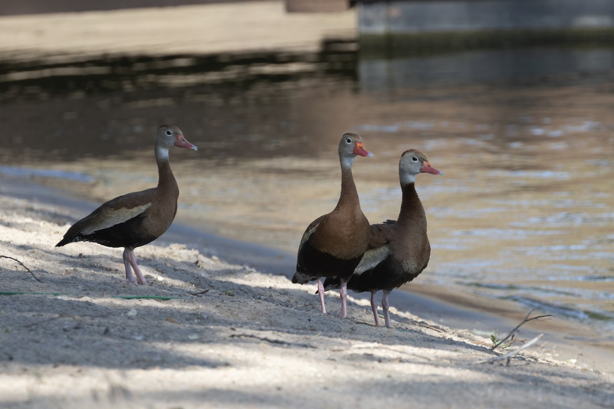 Black-bellied Whistling-Duck - Colleen Childers