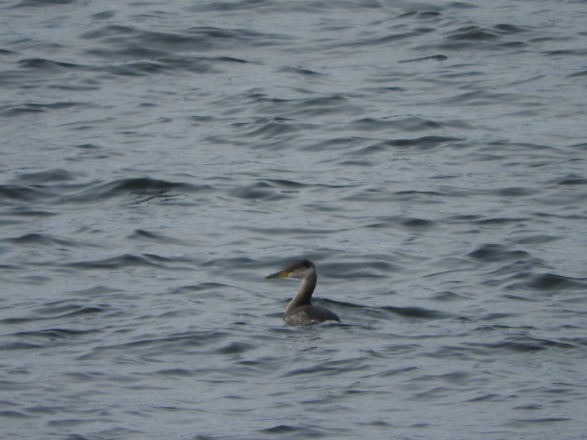 Red-necked Grebe - ML24379761