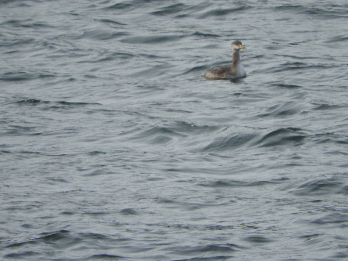 Red-necked Grebe - ML24379781
