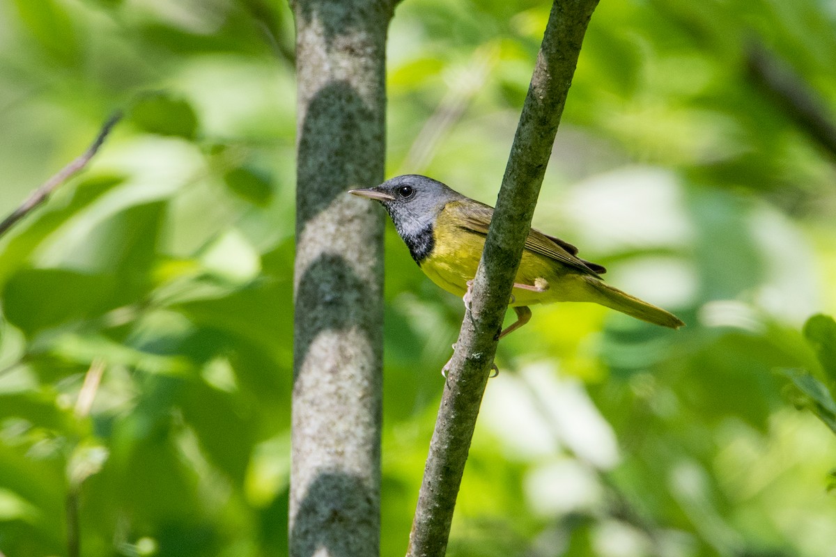 Mourning Warbler - Sue Barth