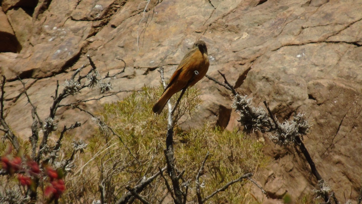 Cliff Flycatcher - ML243801291