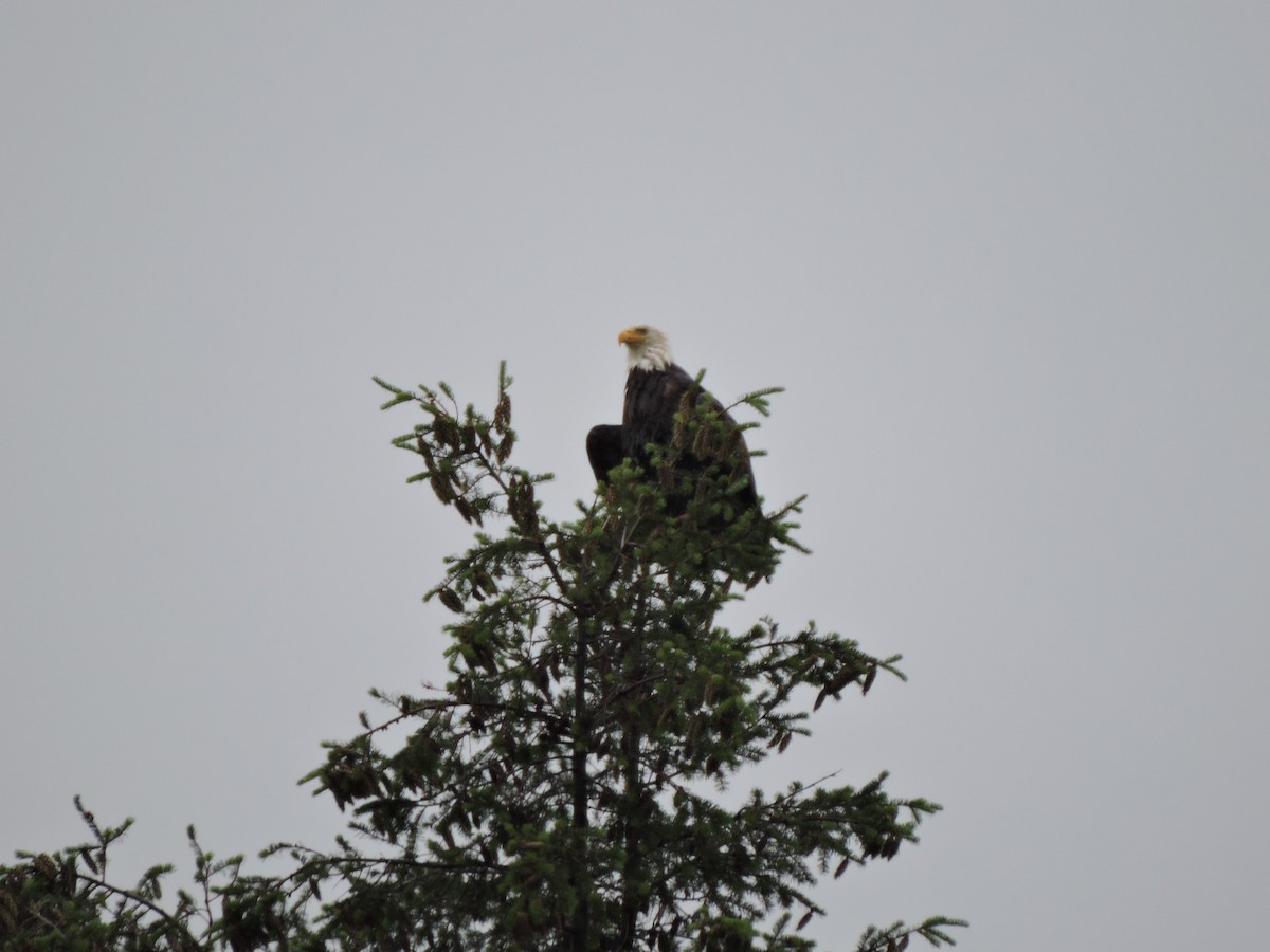 Bald Eagle - ML243802941