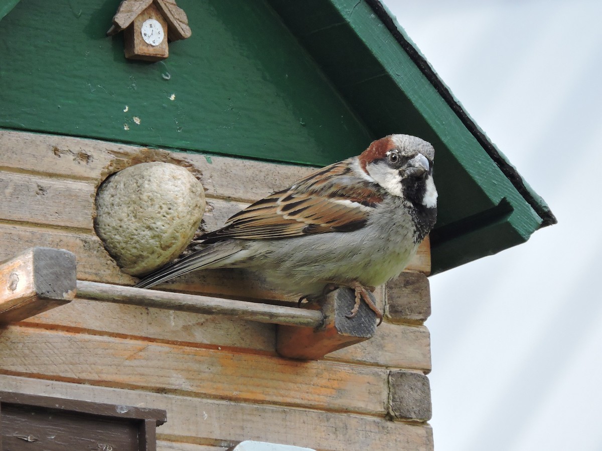House Sparrow - ML243803671
