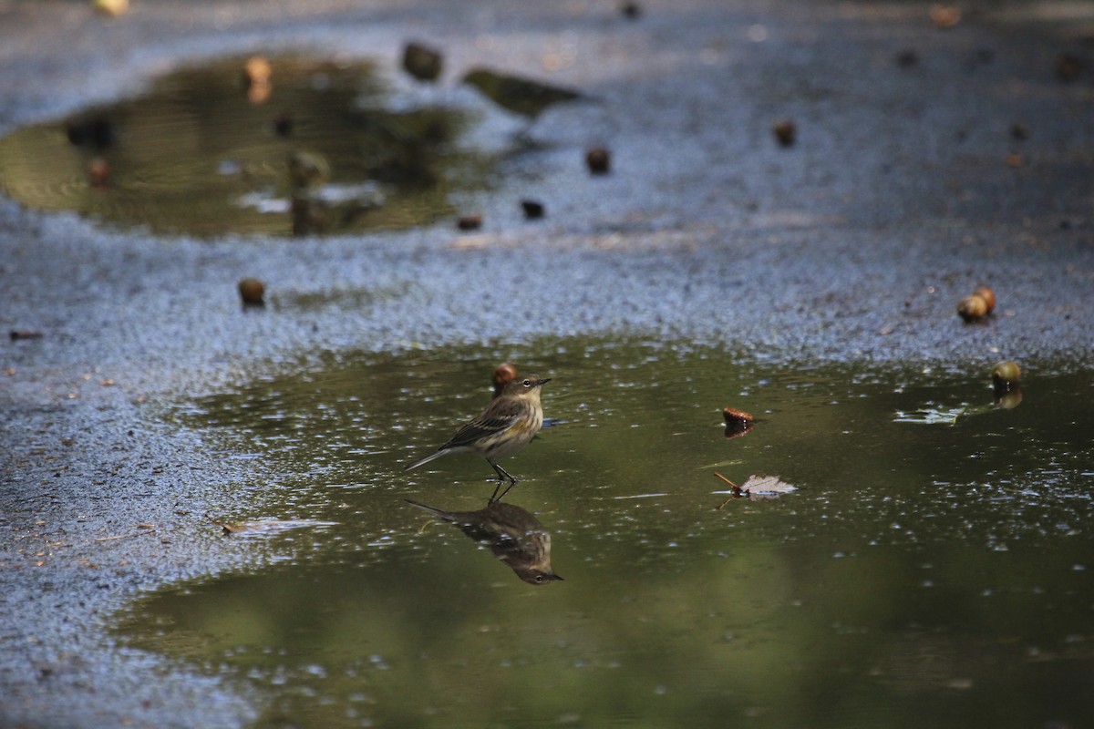 キヅタアメリカムシクイ - ML243803891