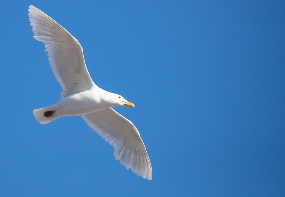 Glaucous Gull - ML243804231