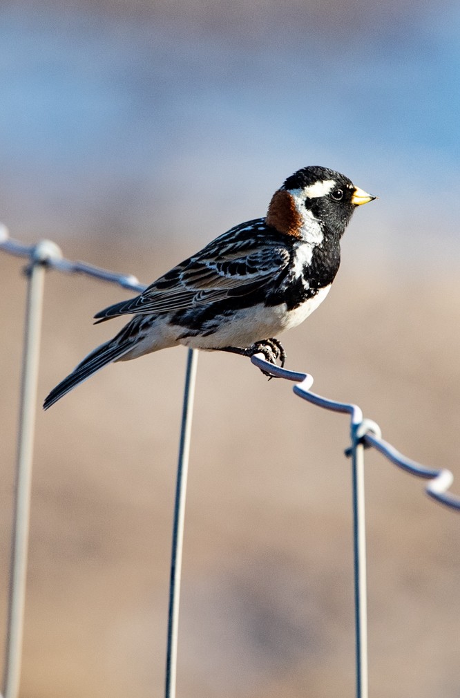 Lapland Longspur - ML243804281