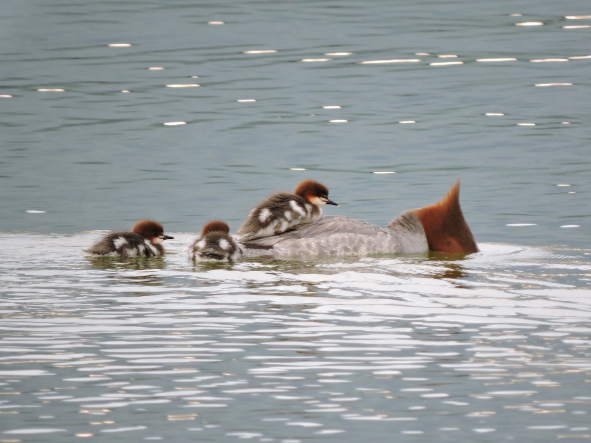 Common Merganser - Aaron Roberge