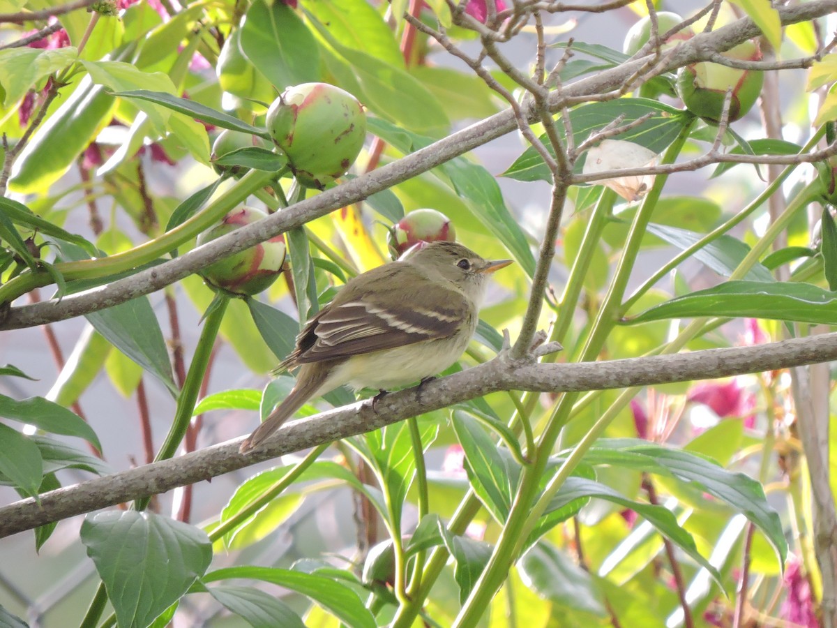 Least Flycatcher - ML243804841