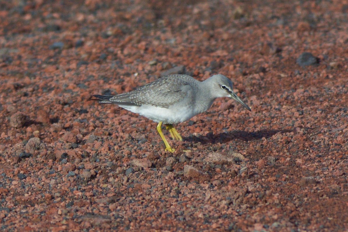 Wandering Tattler - Cory Gregory