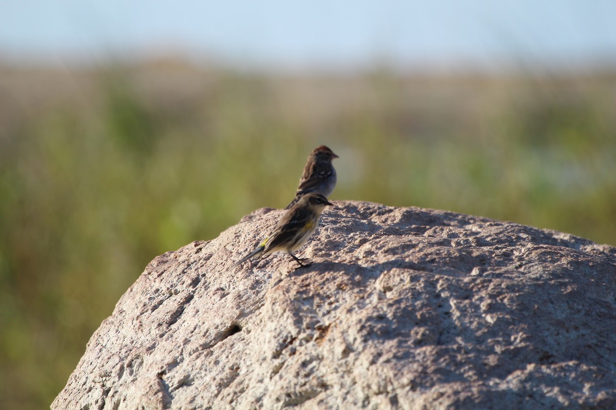 キヅタアメリカムシクイ - ML243805801